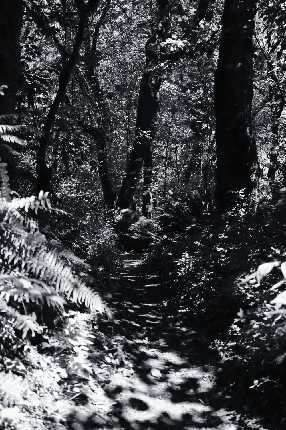 A photograph made with the Fine Silver recipe
