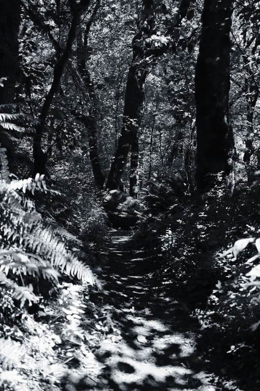A photograph made with the Fine Silver recipe