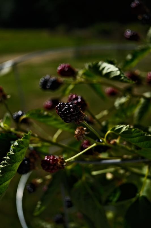 A photograph made with the Clear Noon recipe