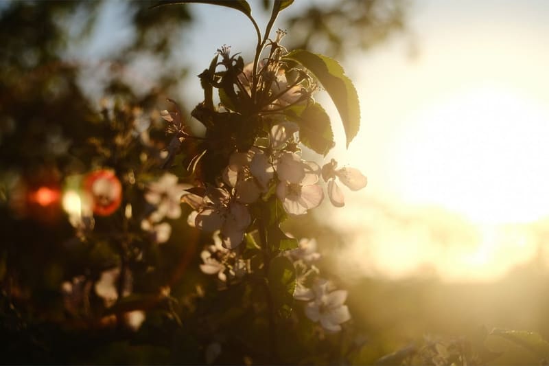 A photograph made with the Kodak Ektacolor Pro 160 recipe