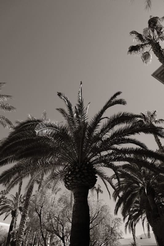 A photograph made with the Everyday Mono recipe