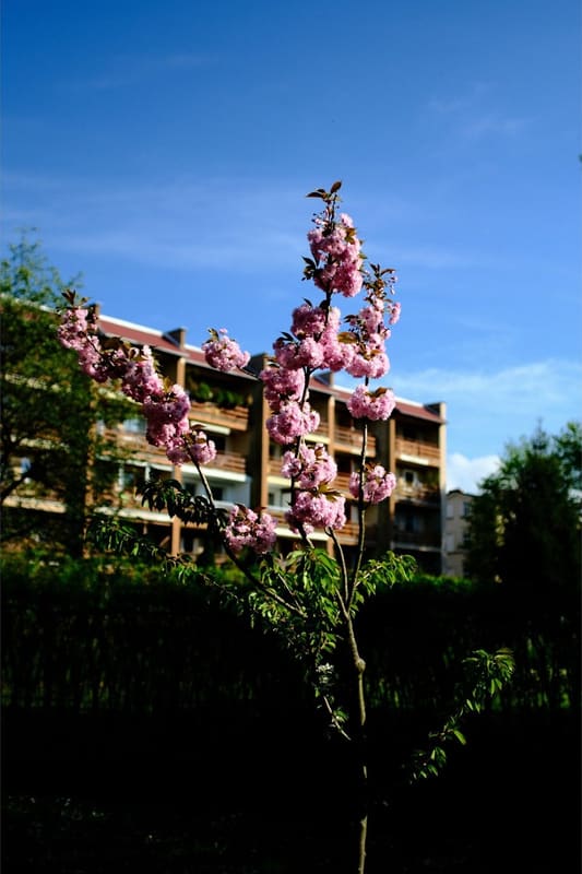 A photograph made with the Agfa Ultra 100 recipe