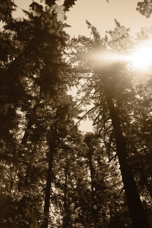 A photograph made with the Silver Gradation recipe