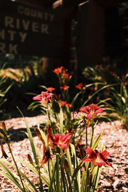 A photograph made with the Continental Red recipe