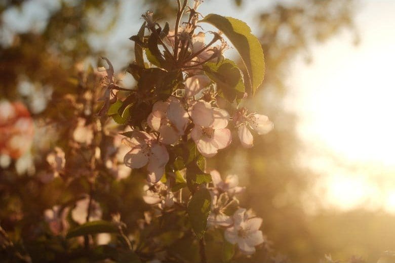 A photograph made with the Portra 160 recipe
